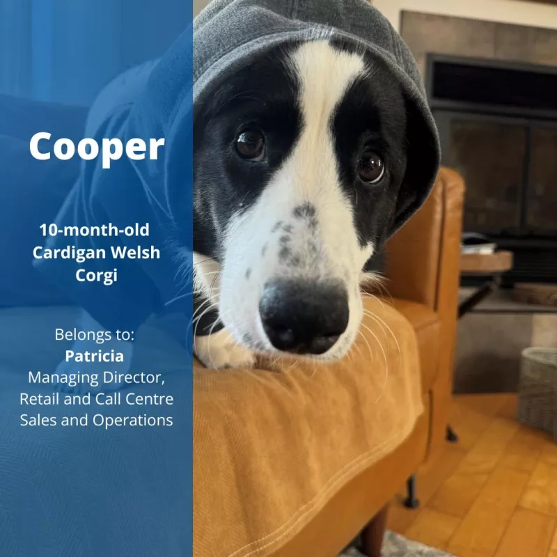 Cooper the 10-month old Cardigan Welsh Corgi. Belongs to Patricia