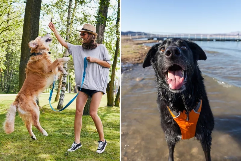 dogs playing in summer