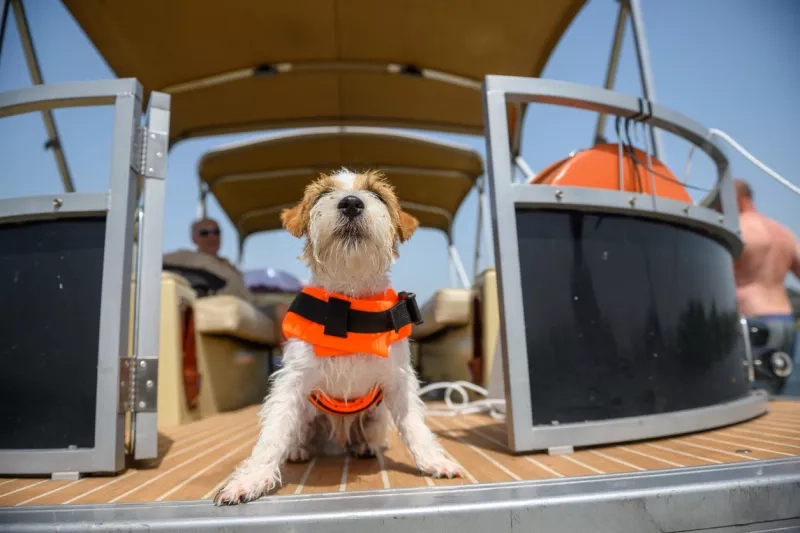 Dog is sitting on the yacht wearing a life vest