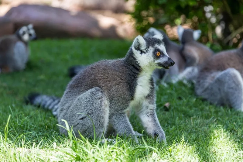 Ringtail Lemur