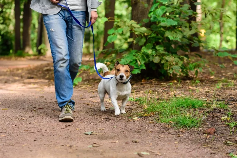 walking dog on leash