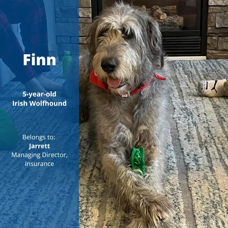 Finn the 5-year-old Irish Wolfhound. Belongs to Jarrett, Managing Director, Insurance