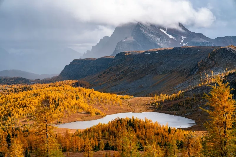 Golden Larches 