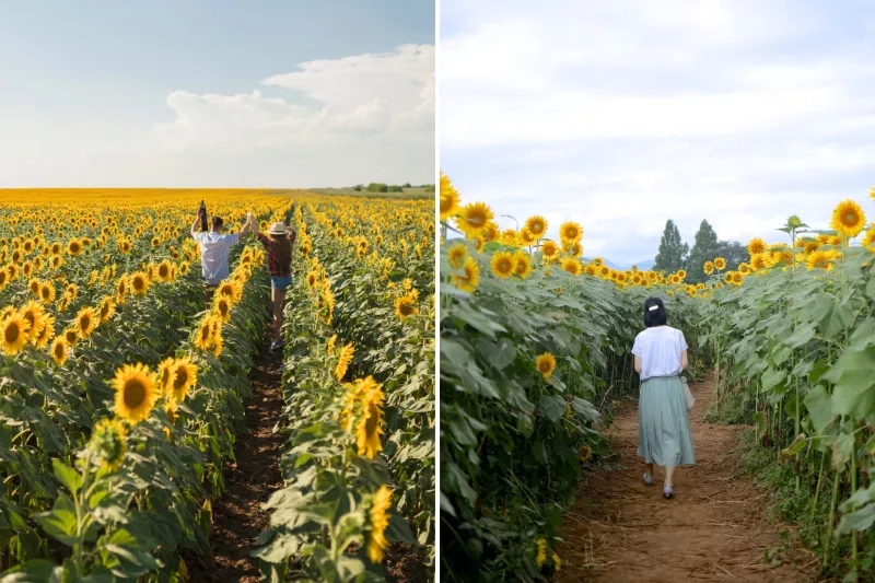 sunflower fields