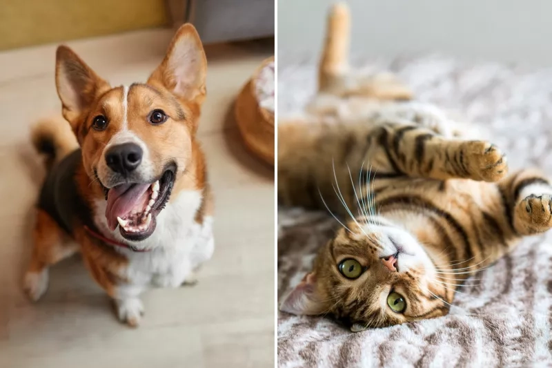 corgi and Bengal cat