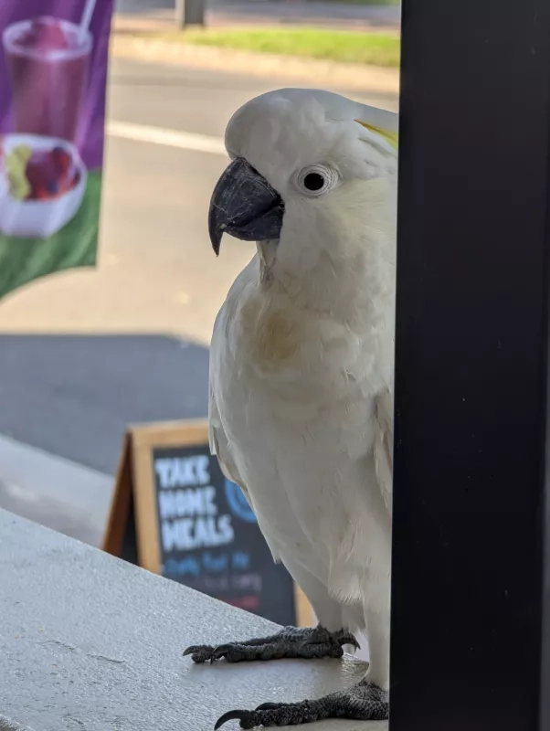 cockatoo at lunch