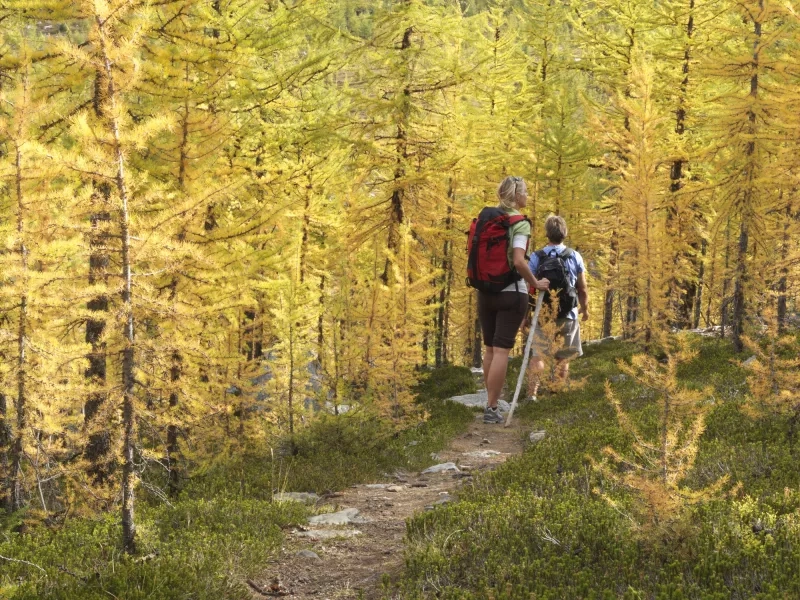Couple hike on path through Larch trees in the autumn 