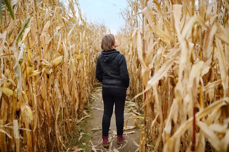 corn maze