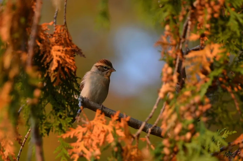 sparrow on branch