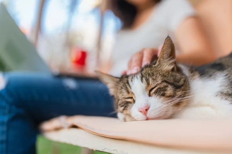 young woman is using a laptop and stroking her cat