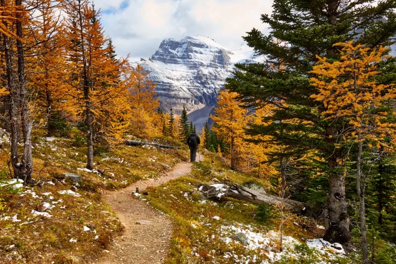 hiker is going down a trail though autumn forest