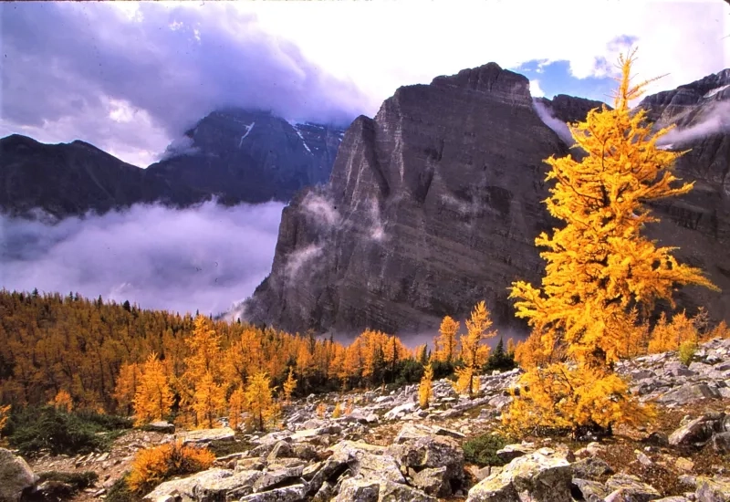 Larch on Saddleback Trail