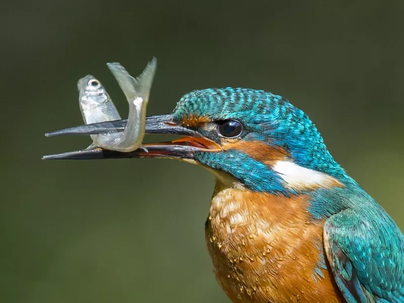 Kingfisher with minnow