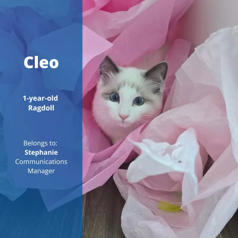 Cleo the 1-year-old Ragdoll cat. Belongs to Stephanie, Communications Manager