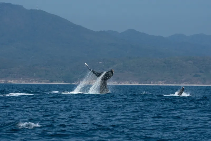 Humpback Whale Tail 