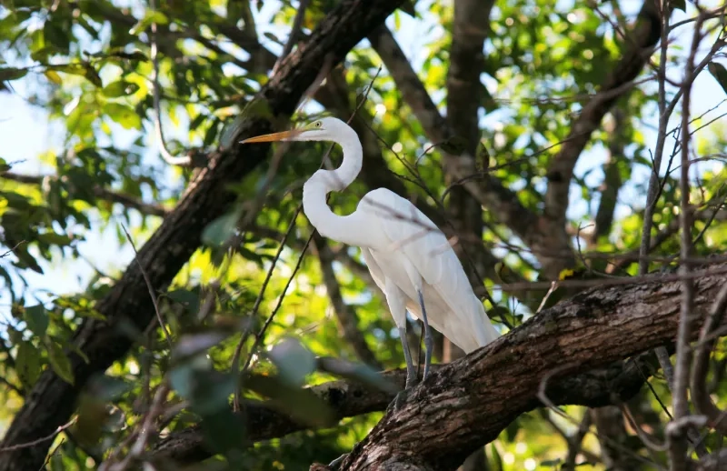 Palo Verde National Park, Guanacaste