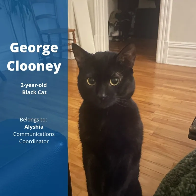 George Clooney, the 2-year-old black cat. Belongs to Alyshia, Communications Coordinator.