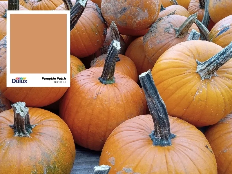 pumpkin patch