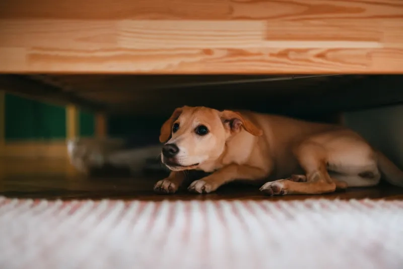 Scared Dog Is Hiding Under The Bed