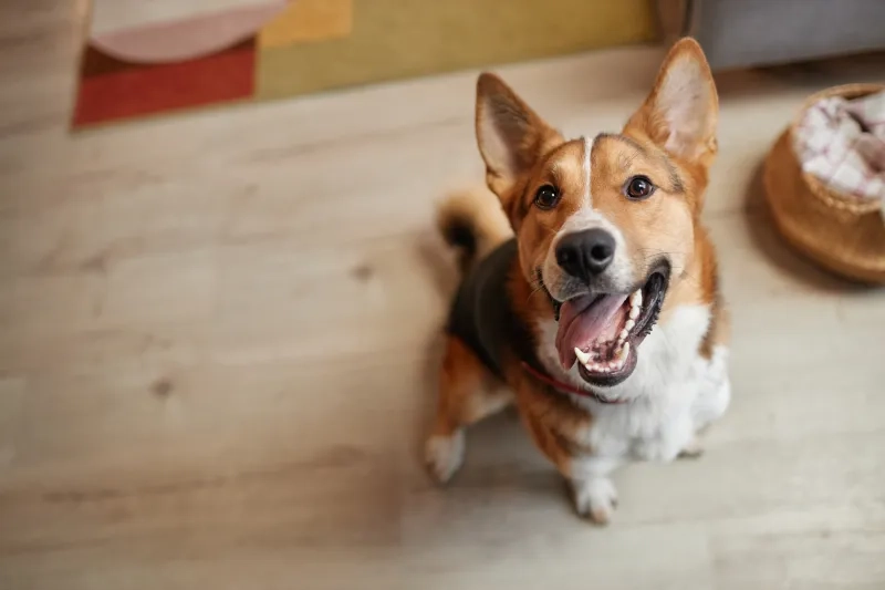 happy dog looking at camera