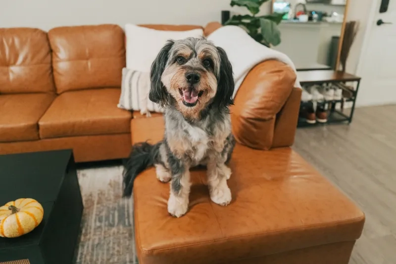 Australian Shepherd relaxing on couch