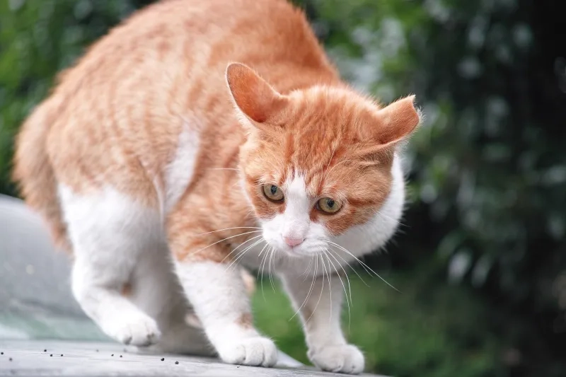 Frightened cat