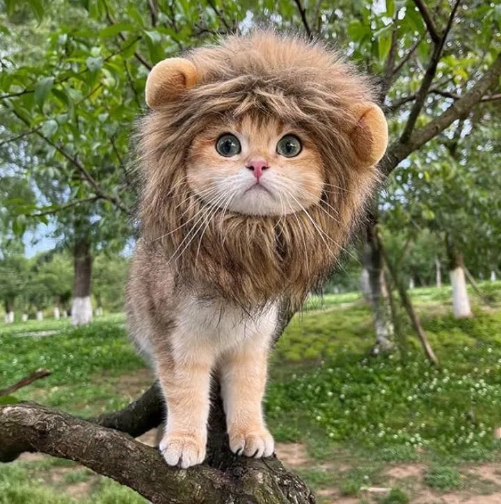 lion pet costume