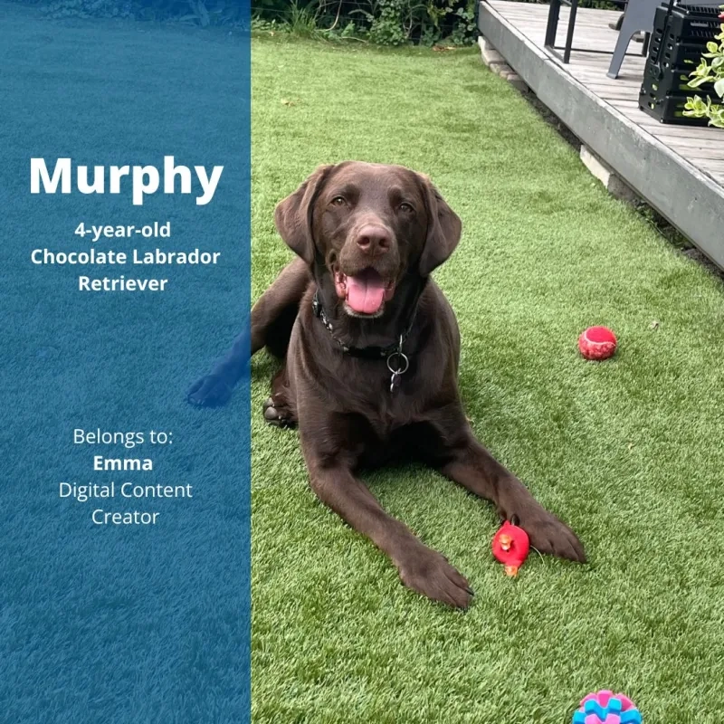 Murphy, the 4-year-old Chocolate Labrador Retriever. Belongs to: Emma, Digital Content Creator