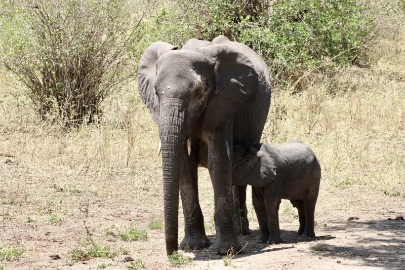Elephant and baby