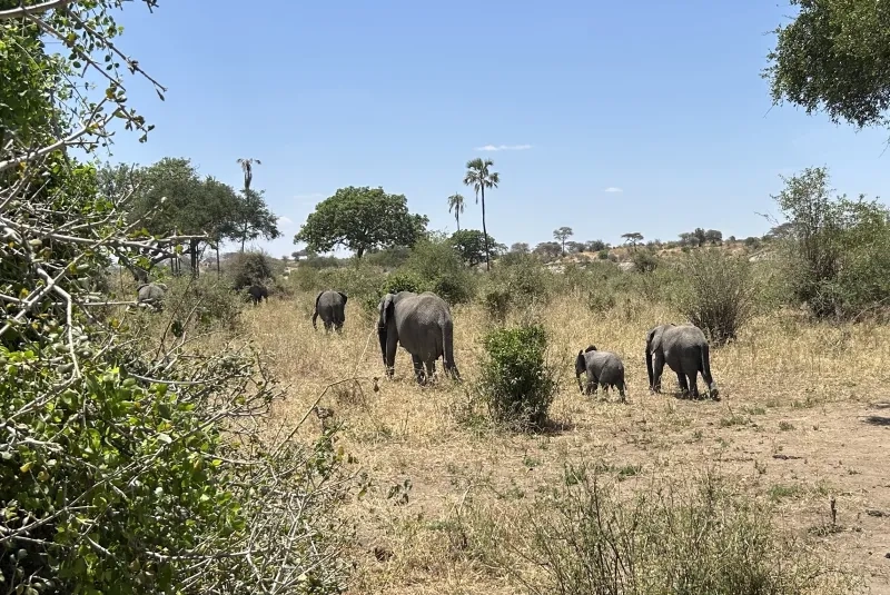 herd of elephants
