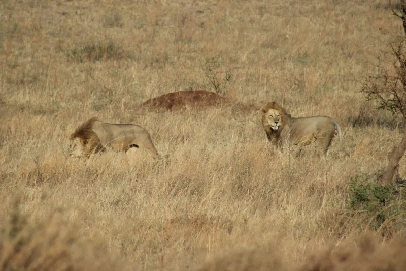 Male lions