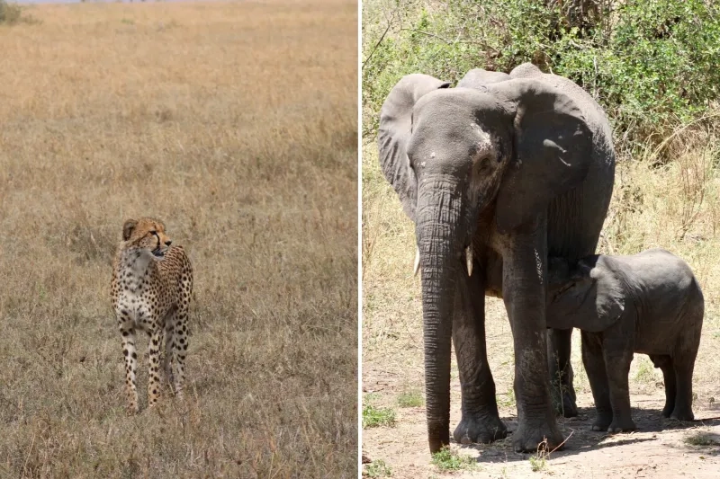 cheeta and two elephants