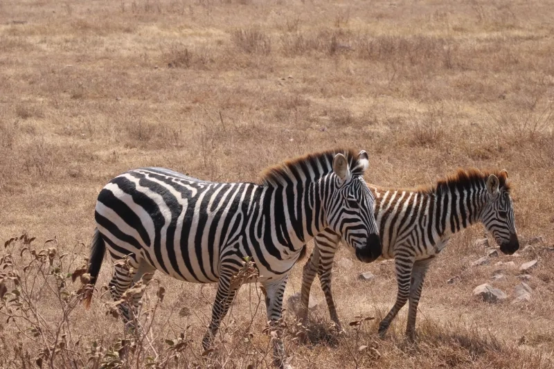 two zebras