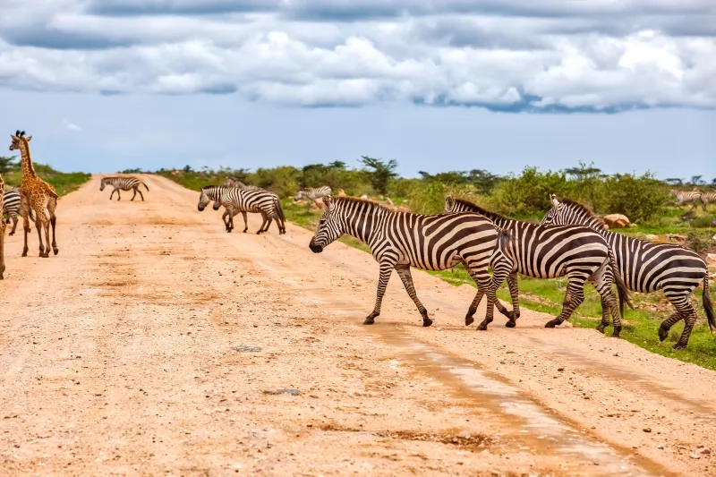 Zebras crossing dirt road