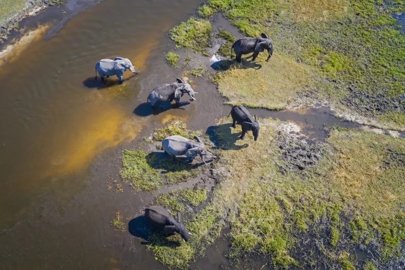 Aerial view of a group of African elephants