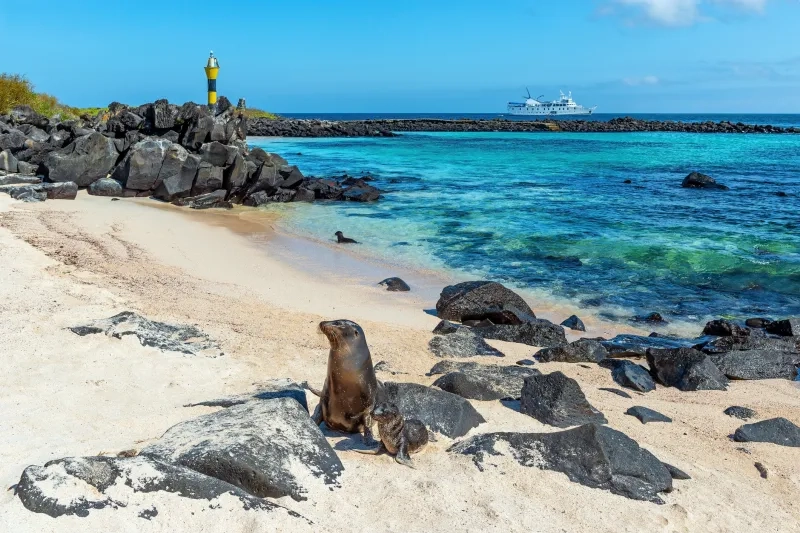Galapagos Sea Lion