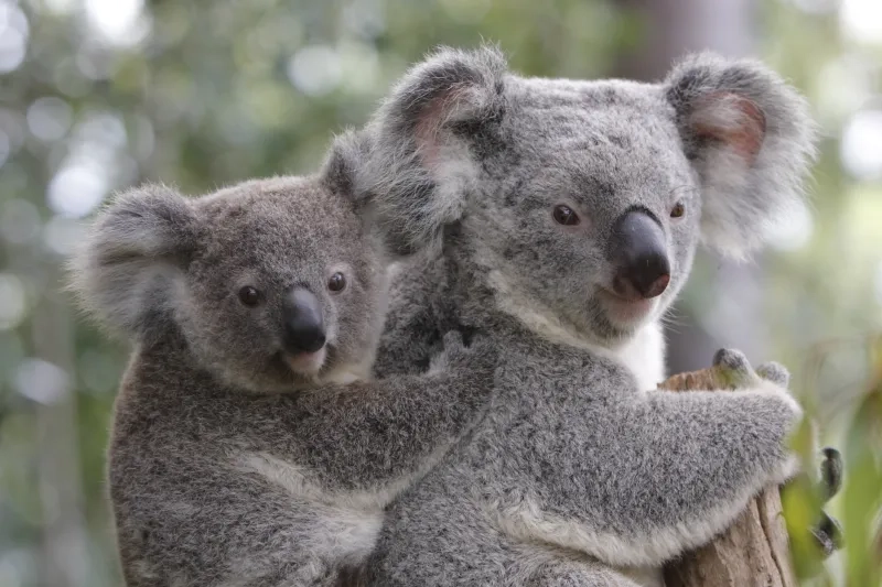 Koala and Joey