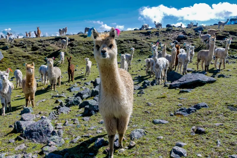 Llama and alpaca animal herd on a green meadow in Peru