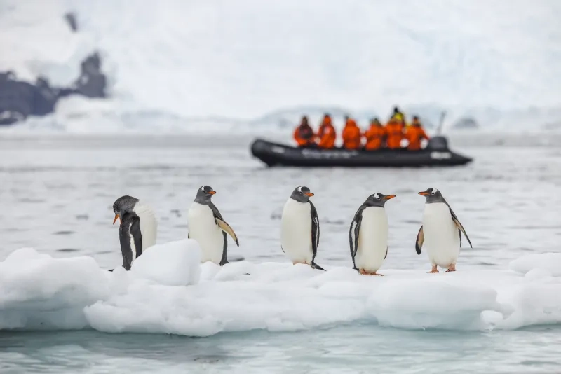 penguins on ice