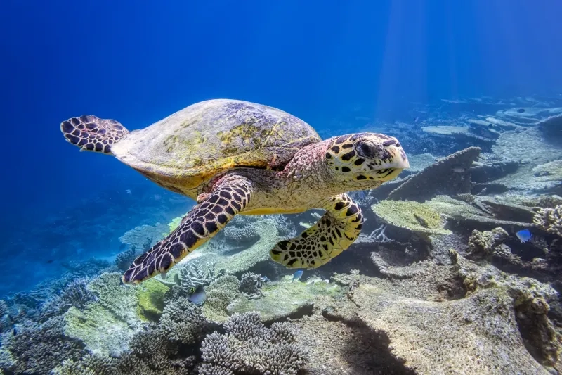 Sea turtle in Maldives