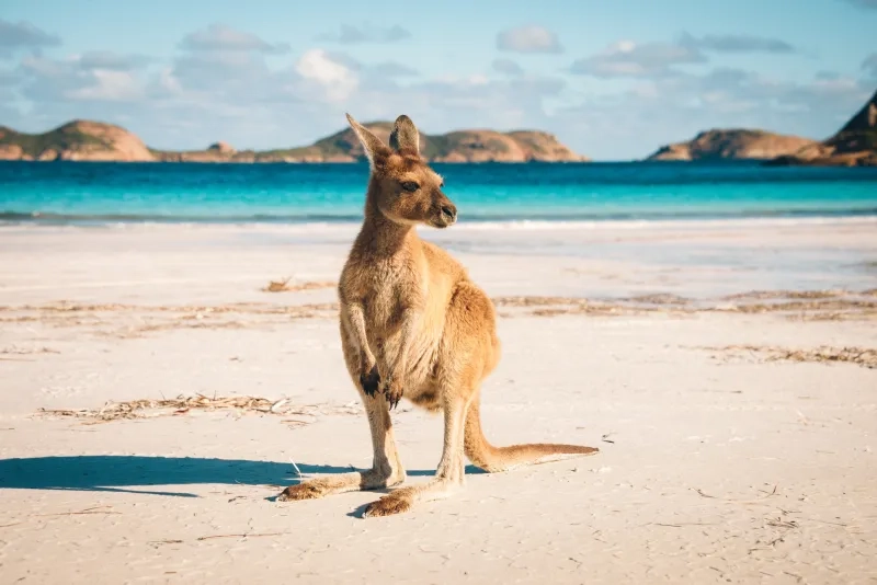 Kangaroo on beach