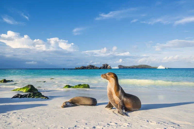 Galapagos sea lions