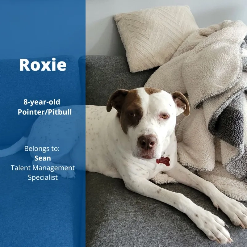 Roxie the 8-year-old Pointer/Pitbull. Belongs to Sean, Talent Management Specialist