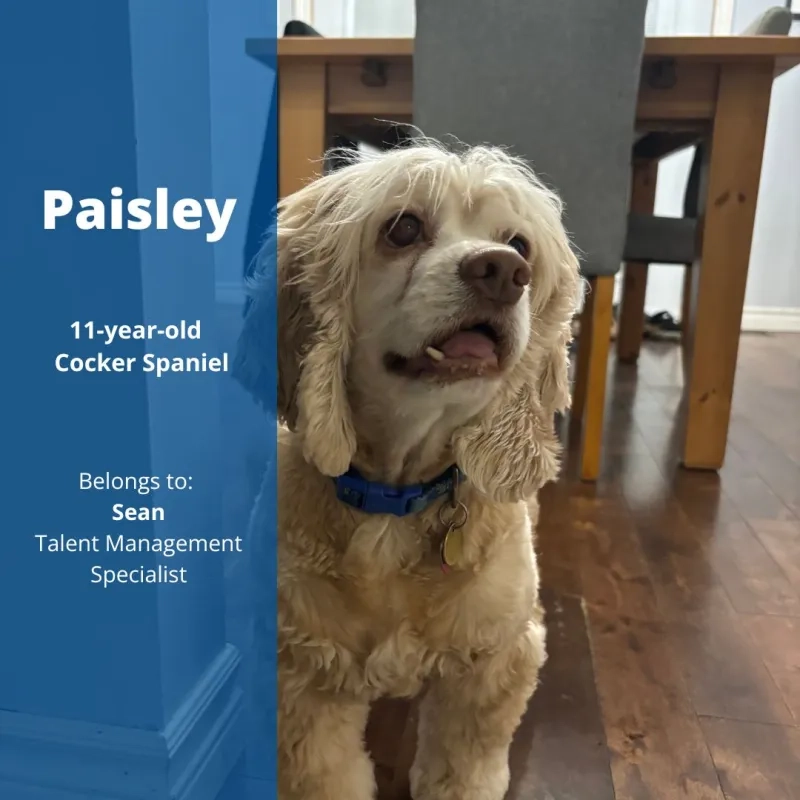 Paisley the 11-year-old Cocker Spaniel. Belongs to Sean, Talent Management Specialist.
