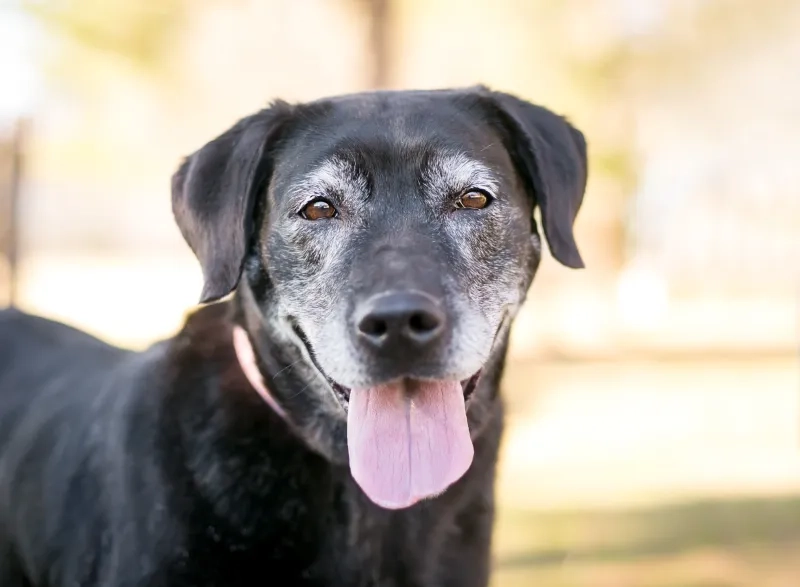 A senior Labrador Retriever