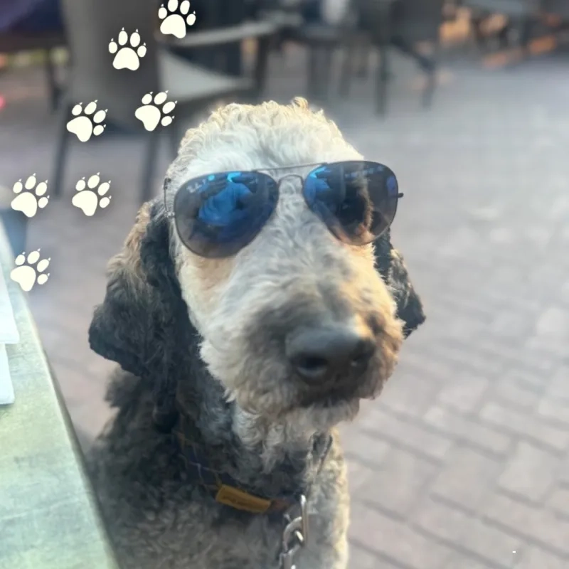 bowie the labradoodle dog and featured pet of the month