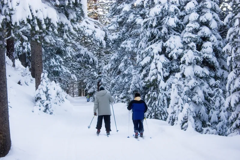 Skiing Through Woods