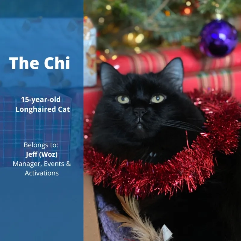 The Chi, the 15-year-old Longhaired Cat. Belongs to Jeff (Woz), Manager, Events & Activations