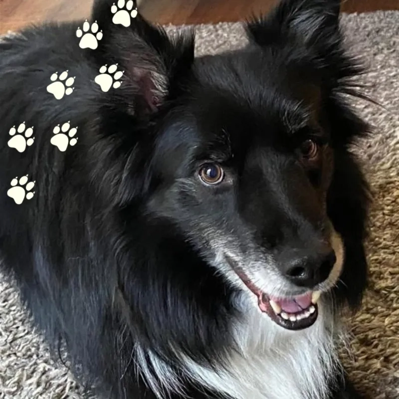 Bane the Border Collie Dog