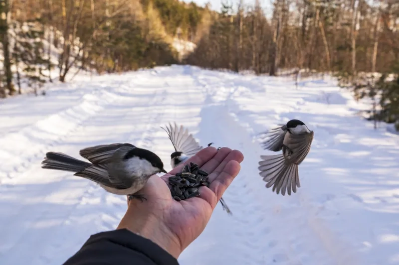 Birds eating seeds out of a person's hand